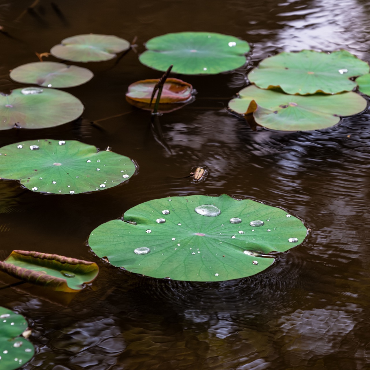 Lily Pads - San Francisco Law Firms - Boxer & Gerson Attorneys at Law, LLP